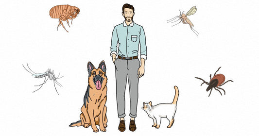 Staying Ahead of Zoonotic Threats: A Must-Know Guide for Vet Students