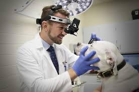 Eyes on the Future: Exploring the Realm of Animal Eye Care