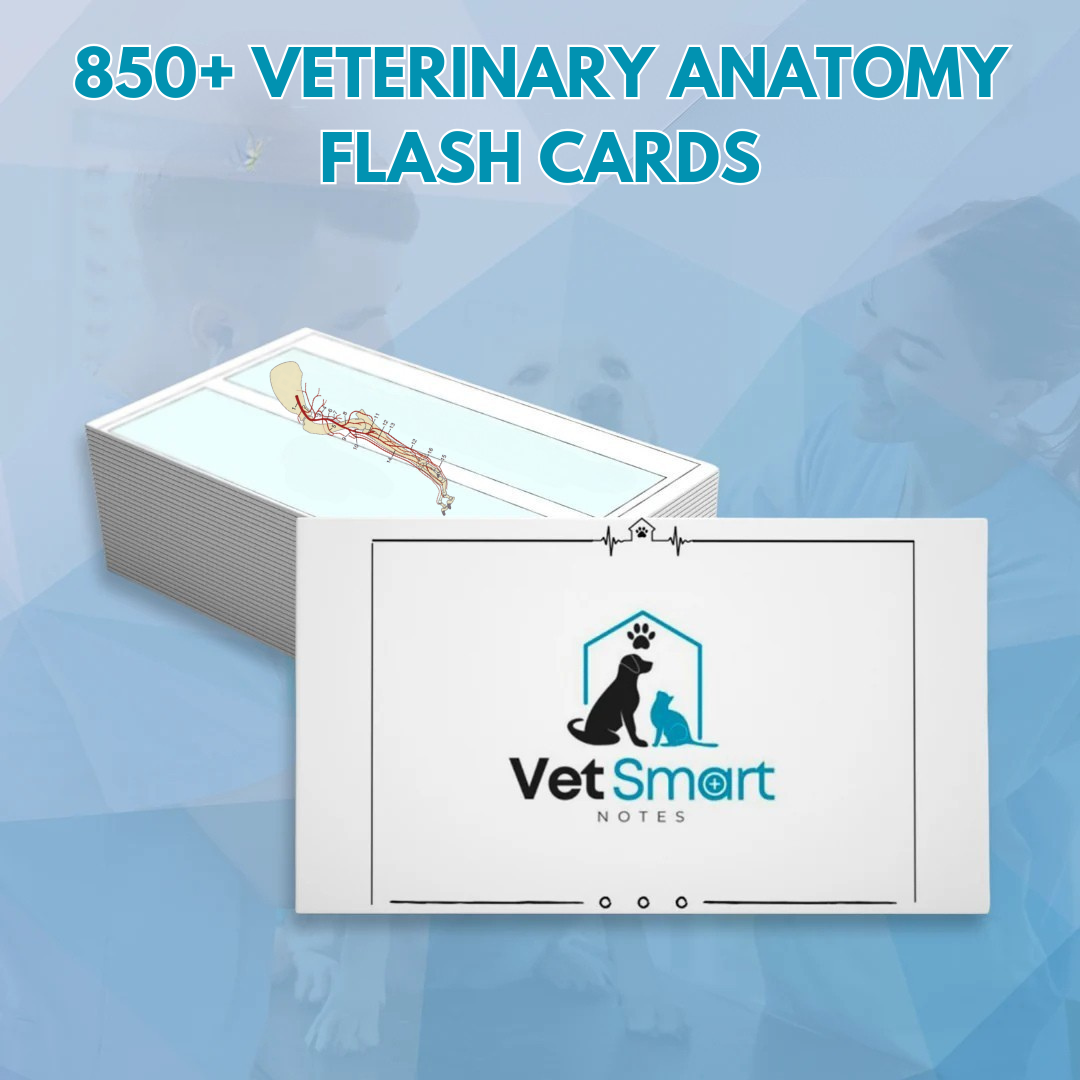 FLASHCARDS